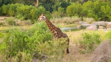 Güney Afrika'daki Kruger Ulusal Parkı Doğal Çevre zürafa görüntüleri