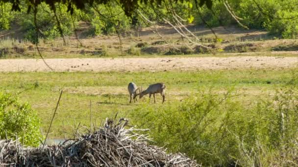 Bilder Antiloper Naturlig Miljö Kruger National Park Sydafrika — Stockvideo