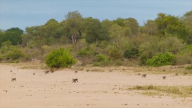 Güney Afrika'daki Kruger Ulusal Parkı Doğal Ortamında Babunların görüntüleri