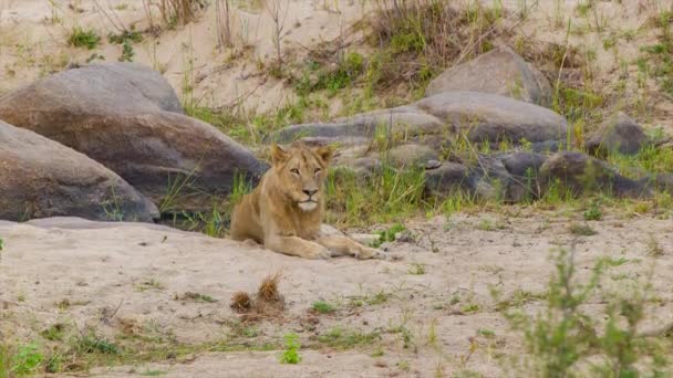 Bilder Lejon Naturlig Miljö Kruger National Park Sydafrika — Stockvideo
