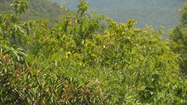 Inclinando Revelando Camadas Das Montanhas Blue Ridge Oeste Carolina Norte — Vídeo de Stock