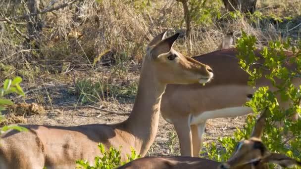 Imágenes Antílopes Entorno Natural Del Parque Nacional Kruger Sudáfrica — Vídeo de stock