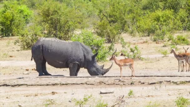 Imagens Rinocerontes Antílopes Ambiente Natural Parque Nacional Kruger África Sul — Vídeo de Stock