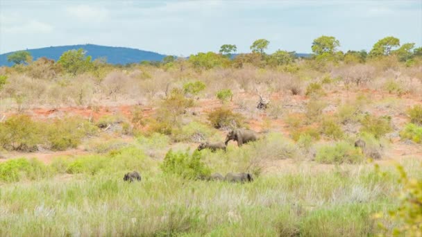 クルーガー国立公園内のブッシュベルト草と木々と自然の生息地で象と南アフリカの丘を転がる — ストック動画