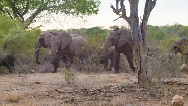 Güney Afrika Daki Kruger Ulusal Parkı Doğal Çevre Fillerin Görüntüleri — Stok video