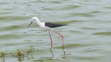 Güney Afrika'da Kruger Milli Parkı Doğal Çevre gölette kuş görüntüleri