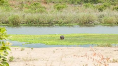 Afrika Hippo Doğal Yeşil Nehir Marsh Habitat Üzerinde Duran Kruger Milli Parkı içinde Bir Güney Afrika Manzara Akan Su ile Geniş Shot Yeme