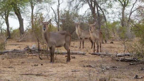Imagens Waterbucks Ambiente Natural Parque Nacional Kruger África Sul — Vídeo de Stock