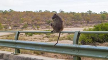 Güney Afrika'daki Kruger Ulusal Parkı Doğal Çevre Babun görüntüleri