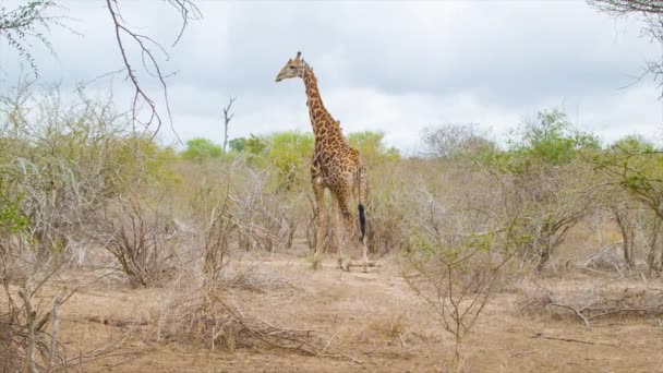 Güney Afrika Daki Kruger Ulusal Parkı Doğal Çevre Zürafa Görüntüleri — Stok video