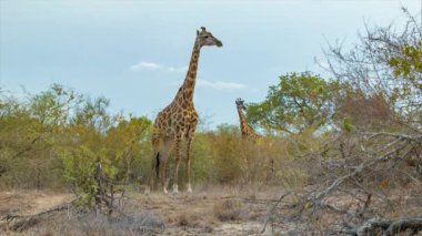 Güney Afrika'daki Kruger Ulusal Parkı Doğal Çevre zürafa görüntüleri