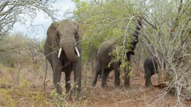 Bilder Elefanter Naturlig Miljö Kruger National Park Sydafrika — Stockvideo