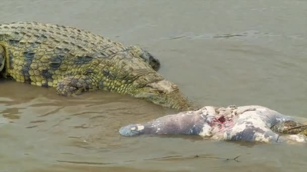 Кадри Годування Крокодила Природному Середовищі Національного Парку Крюгер Південній Африці — стокове відео