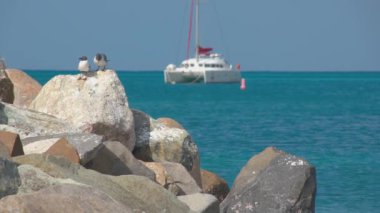 Mükemmel Havalarda Tropik Sularda Yüzen Deniz Kuşları ve Tropikal Sularda Yüzen Katamaran Yat ile Philipsburg St Maarten Egzotik Karayipler Kıyı Sahnesi
