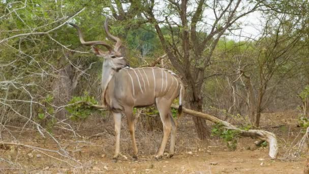 Metraje Del Antílope Entorno Natural Del Parque Nacional Kruger Sudáfrica — Vídeo de stock