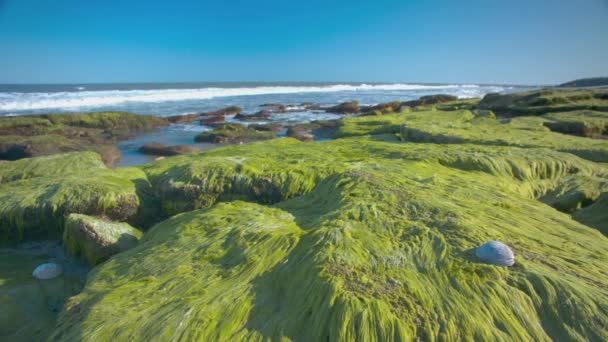 Coquina Outcrop Kure Beach Tracking Het Groene Mos Bedekt Rotsen — Stockvideo
