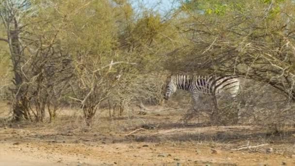 Beelden Van Zebra Natuurlijke Omgeving Van Het Kruger National Park — Stockvideo