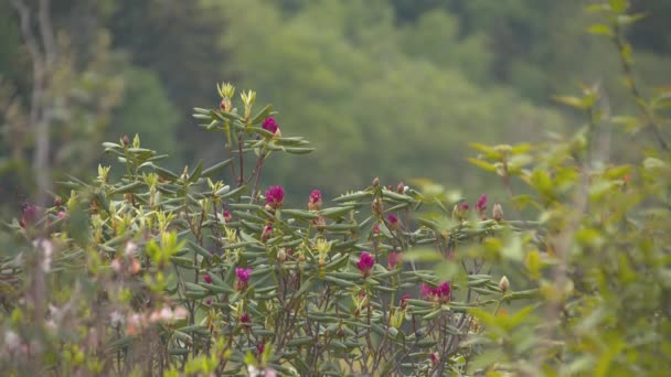 Rhododendron Med Rosa Blommor Fokus Flytta Till Blue Ridge Mountain — Stockvideo