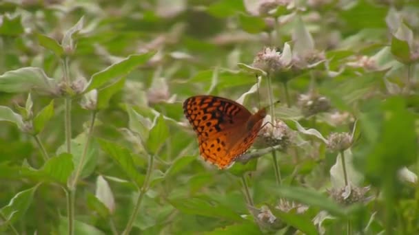 Imagens Cênicas Bela Borboleta Blue Ridge Parkway Entre Asheville Waynesville — Vídeo de Stock