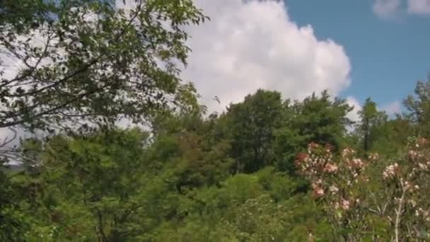 Pan Windy Trees Foliage Sunny Cloudy Day Appalachian Mountains Vue — Video