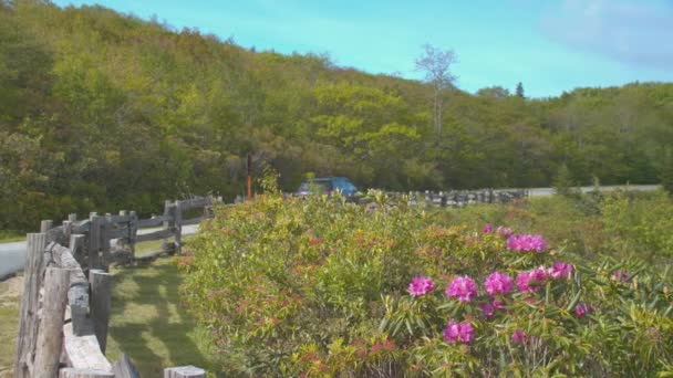 Blue Ridge Parkway Bil Kör Förbi Rosa Rhododendron Blommor Sightseeing — Stockvideo