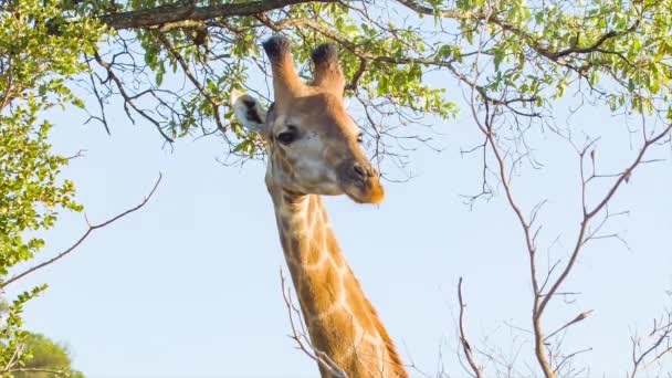 Imagens Girafa Ambiente Natural Parque Nacional Kruger África Sul — Vídeo de Stock