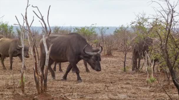 Aufnahmen Von Büffeln Der Natürlichen Umgebung Des Kruger Nationalparks Südafrika — Stockvideo