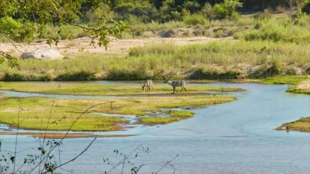Bilder Antiloper Naturlig Miljö Kruger National Park Sydafrika — Stockvideo