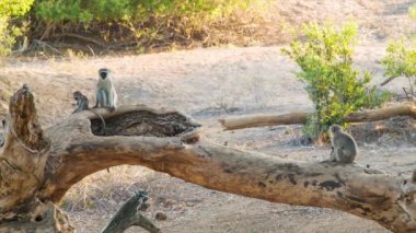 Genç Olanlar ve Güney Afrika'da Kruger Milli Parkı Doğasında Büyük Ölü Ağaç Üzerinde Anne ile Doğal Afrika Habitat Eğlenceli Kadife Maymunlar