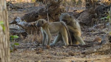 Güney Afrika'daki Kruger Ulusal Parkı Doğal Ortamında Babunların görüntüleri