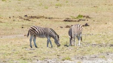 Kruger Milli Parkı Güney Afrika içinde Güneşli Bir Günde Kısa Çimenden Yemek Afrika Ovası'nda Duran İki Zebra