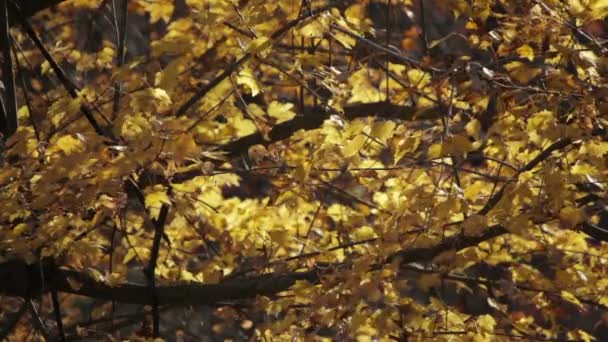 Close Schilderachtige Beelden Van Boombladeren Blue Ridge Parkway Tussen Asheville — Stockvideo