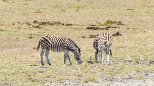 クルーガー国立公園南アフリカ内の晴れた日に短い草から食べるアフリカ平野に立つ2匹のシマウマ — ストック動画