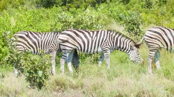 Imagens Zebras Ambiente Natural Parque Nacional Kruger África Sul — Vídeo de Stock