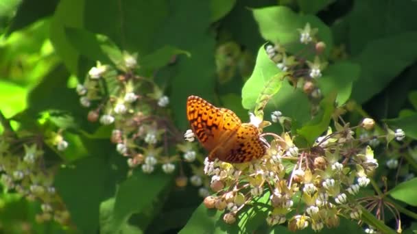 Scenic Footage Beautiful Blue Ridge Parkway Asheville Waynesville Western North — 비디오