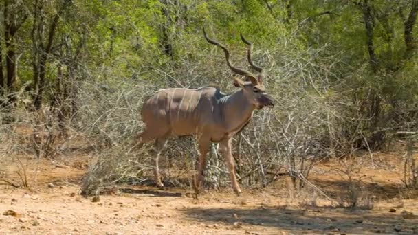 Beelden Van Antilopen Natuurlijke Omgeving Van Het Kruger National Park — Stockvideo