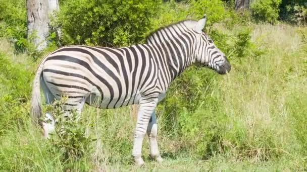 Aufnahmen Von Zebras Der Natürlichen Umgebung Des Kruger Nationalparks Südafrika — Stockvideo