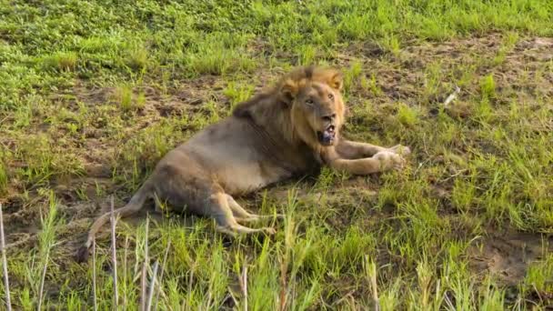 záběry lva v přírodním prostředí Krugerského národního parku v Jižní Africe