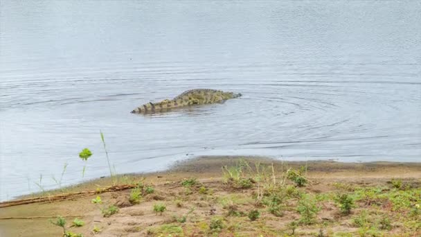 Séquences Crocodile Dans Environnement Naturel Parc National Kruger Afrique Sud — Video