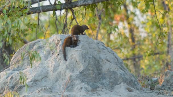 Dwarf Mongooses Natural African Habitat Sitting Old Anthill Sunrise Kruger — Stock Video