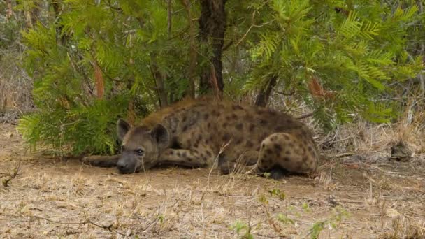 南アフリカのクルーガー国立公園の自然環境におけるアフリカの野生の犬の映像 — ストック動画
