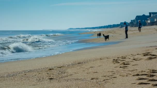 Par Med Två Stora Hundar Spelar Stranden Kitty Hawk Outer — Stockvideo