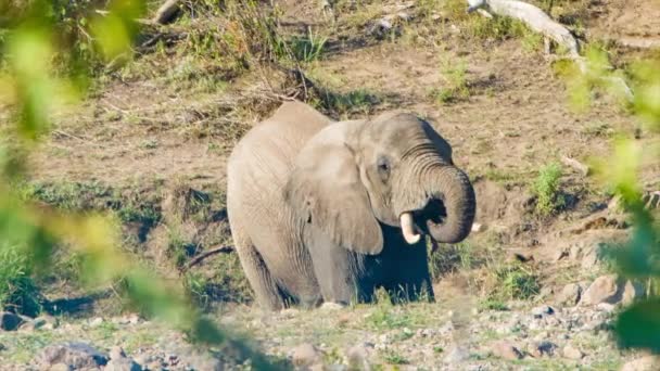 Felvételt Elefánt Természetes Környezetben Kruger Nemzeti Park Dél Afrikában — Stock videók