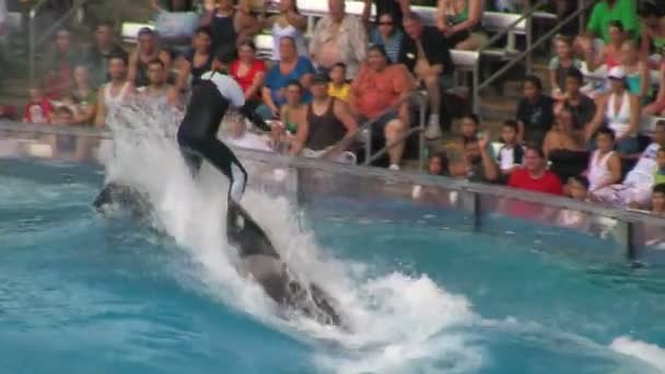 Riprese Orca Fare Trucchi Nel Parco Acquatico — Video Stock