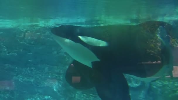 フロリダ州オーランドのシーワールドアドベンチャーパークのディスプレイタンク内で捕獲されたキラークジラ オルカ が泳ぐ — ストック動画