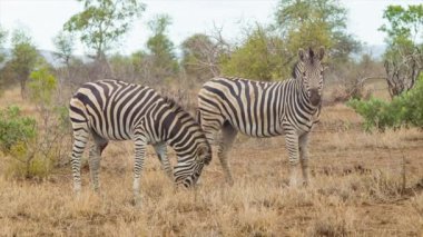 Güney Afrika'daki Kruger Ulusal Parkı Doğal Çevre zebraların görüntüleri
