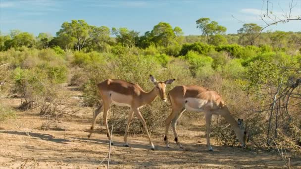 Imágenes Antílopes Entorno Natural Del Parque Nacional Kruger Sudáfrica — Vídeos de Stock