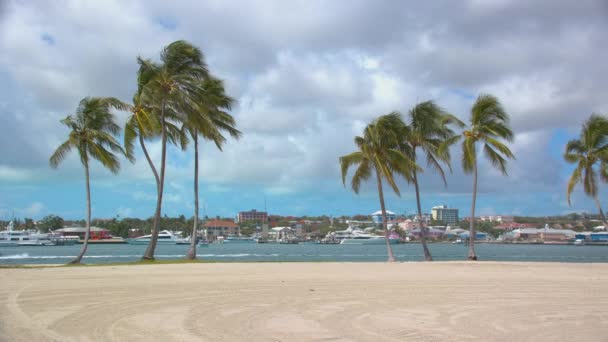 Praia Nassau Bahamas Casuarina Ilha Paraíso Com Palmeiras Areia Rosa — Vídeo de Stock