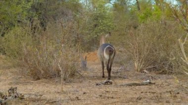 Güney Afrika'daki Kruger Ulusal Parkı Doğal Çevre waterbuck görüntüleri