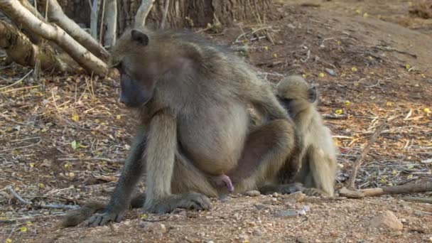 남아프리카 공화국 크루거 국립공원 자연환경의 개코원숭이 — 비디오